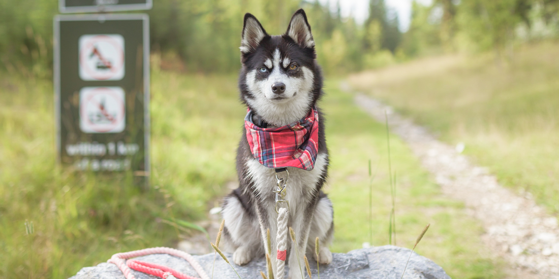 dog hiking outdoors smiling dog trail etiquette guidelines leave no trace hiking husky with different colored eyes heterochromia