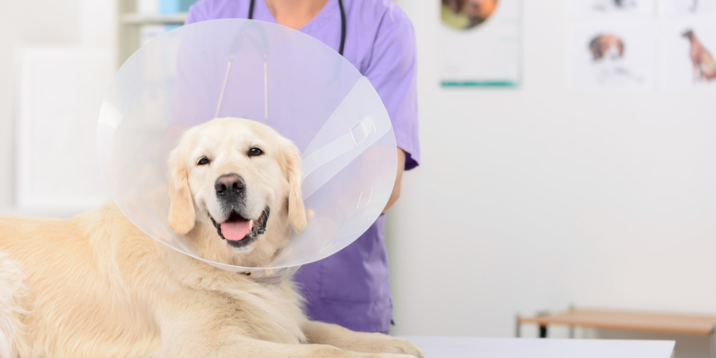 golden retriever dog at vet with elizabethan collar cone surgery spay