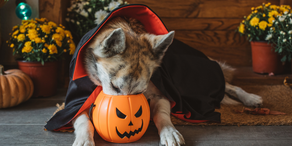 siberian husky dog halloween safety