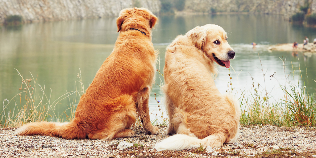 two golden retriever dogs river lake outdoors hike swim swimming