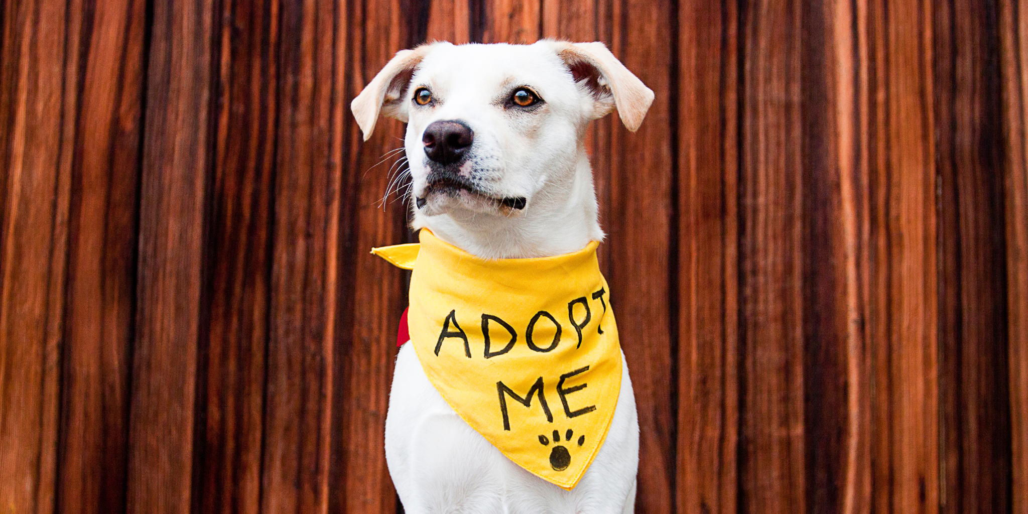 Adopt top a mutt