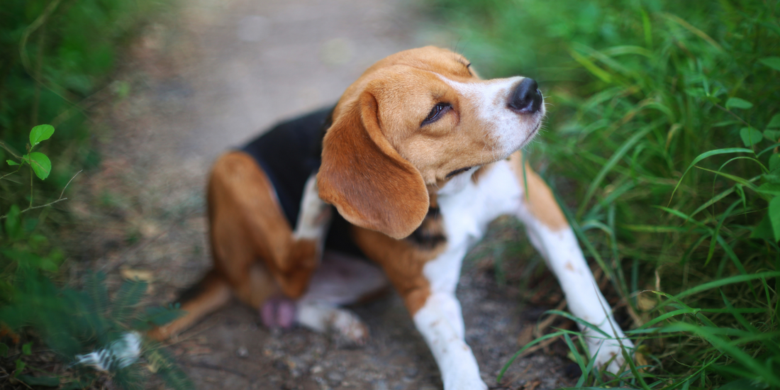 beagle dog scratching body on green grass outdoor in the yard dog seasonal allergies in dogs