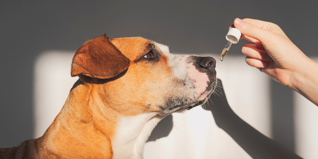 mutt mixed breed dog cbd oil dropper cannabidiol