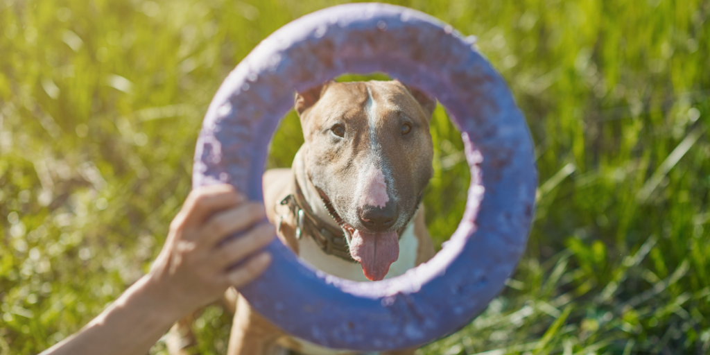 bull terrier dog puller fitness ring toy backyard accessories for dogs and puppies