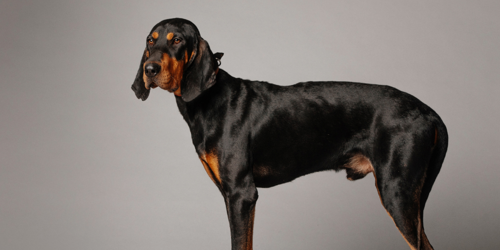 Black and tan coonhound mixed hot sale with lab
