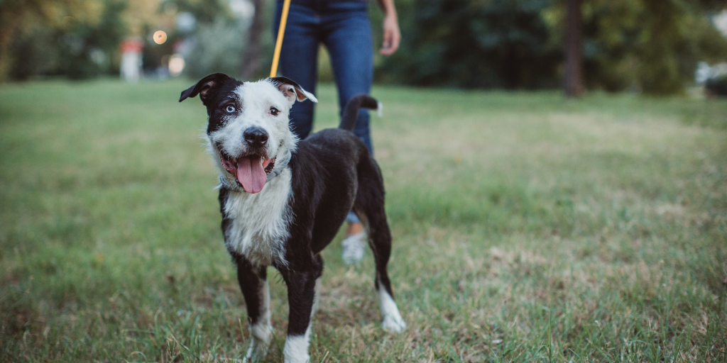 mutt dog on walk with pet sitter woman