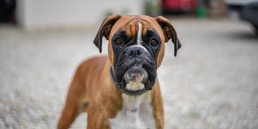 close up photograph shot of boxer dog breed