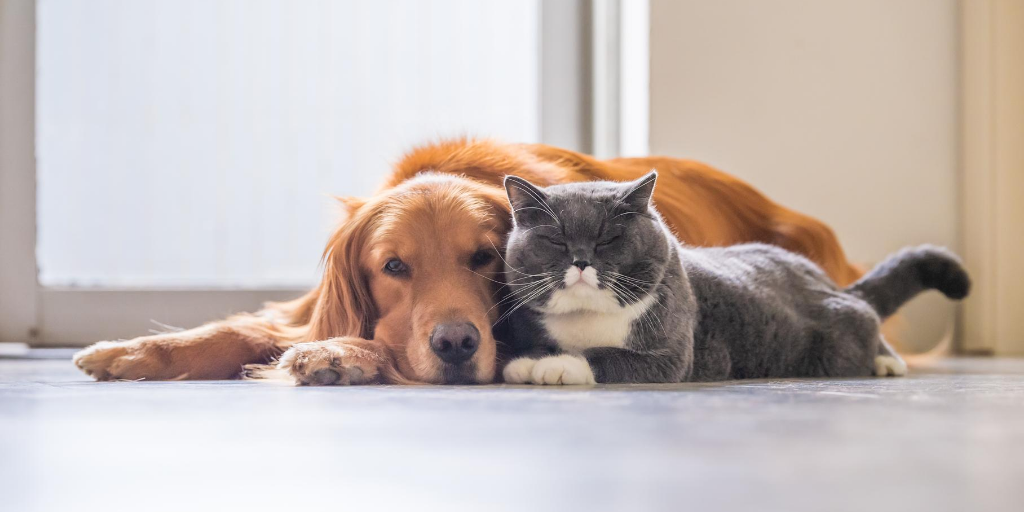 golden retriever dog good with cat cats