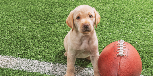 yellow labrador retriever puppy football puppy bowl animal planet super bowl yellow lab pup football field