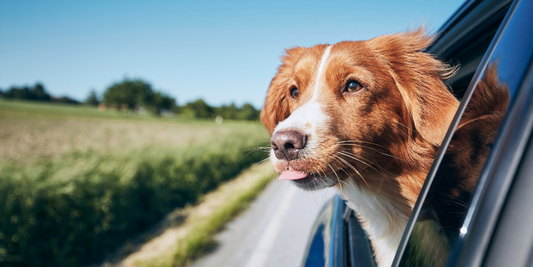 Nova Scotia duck tolling retreiver toller dog enjoying traveling in car on road trip head out card window tongue out