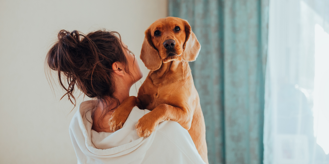 dog owner holding dog carrying dog golden brown dog mixed breed mutt