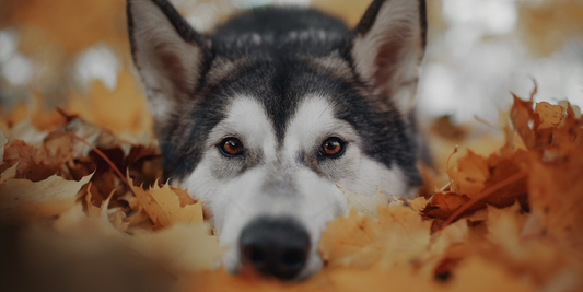Siberian husky lying in autumn leaves pile of fallen leaves fall foliage orange