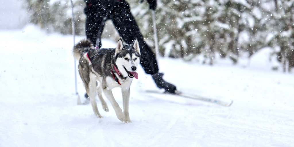 Siberian Husky dog skijoring winter activity snow snowing skiing