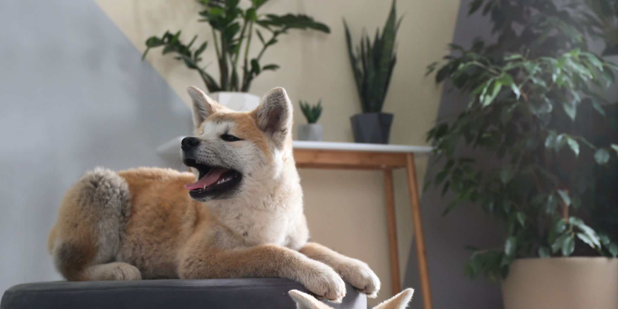 Is bromeliad hot sale toxic to dogs