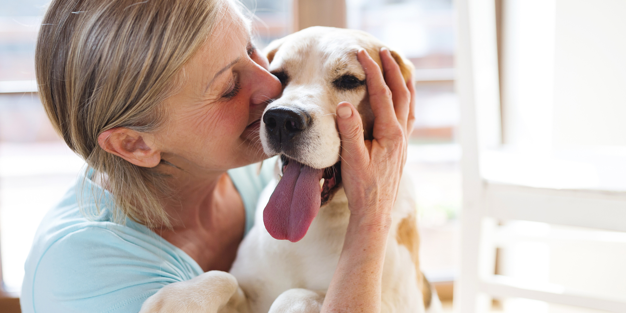 24 best dogs for seniors discount