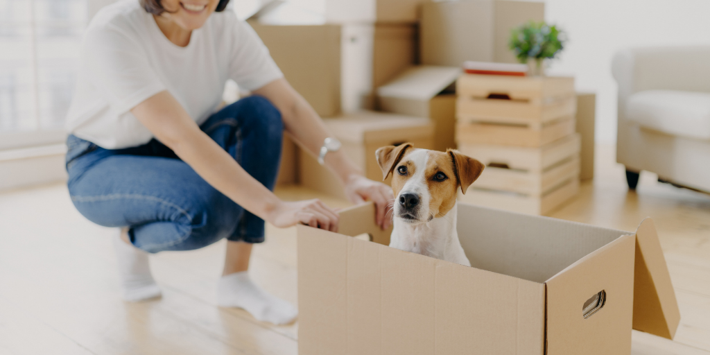 female owner in jeans squatting next to jack Russell terrier dog inside cardboard box packing box moving box