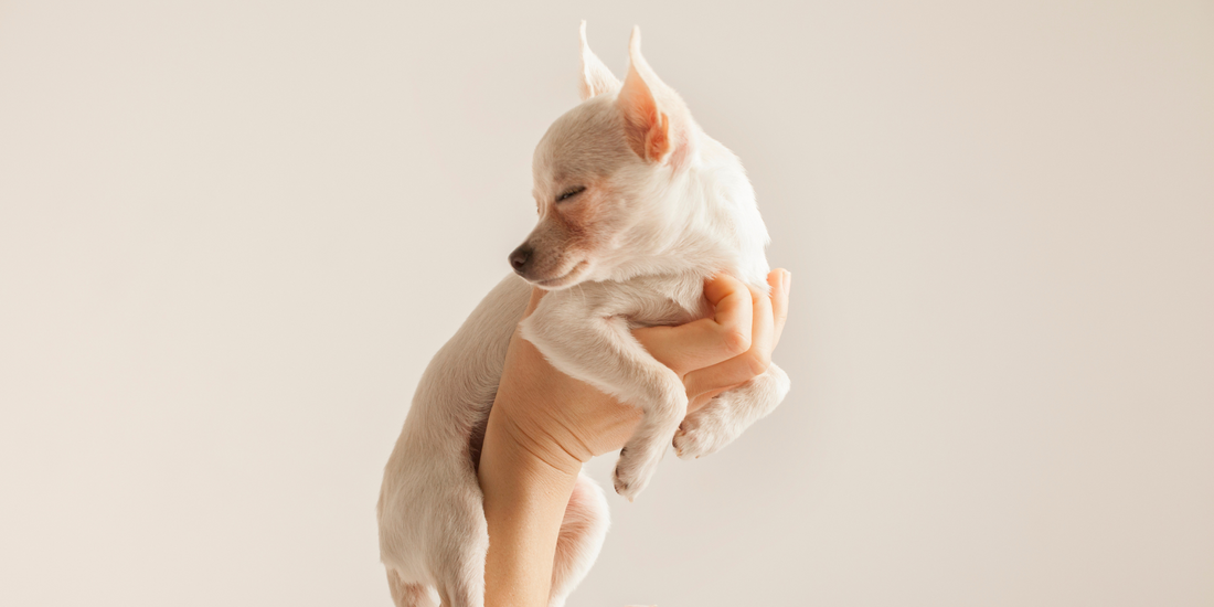 chihuahua puppy small dog falling asleep in hand