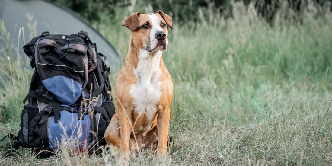 backpack hiking with dog mutt mixed breed camping camp tent backpack Staffordshire dog sits next to backpack at camp site