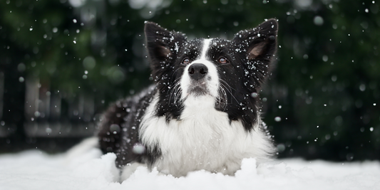 border collie dog during winter lying in snow with green evergreen trees in background