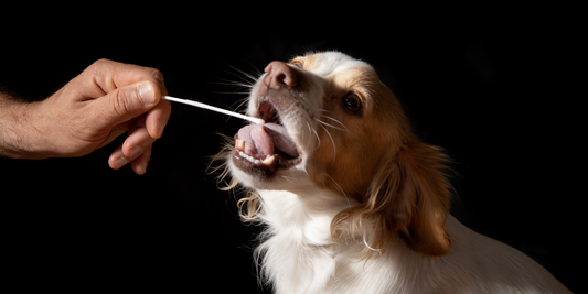 cute kokoni dog doing rapid test dog DNA test kit dog breed test kit mutt mixed breed