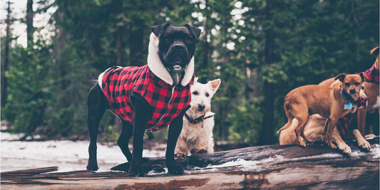 american staffordshire terrier pitbull dog wearing a winter sweater coat jacket log snow nature forest