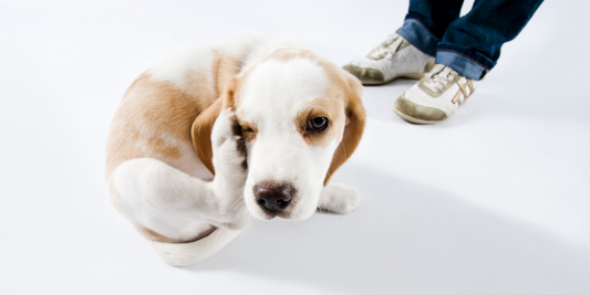 beagle dog scratching face fleas winter