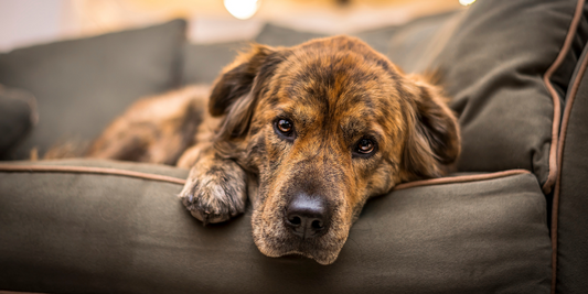 brindle mutt mixed breed dog lying on couch winter winter blues seasonal affective disorder seasonal depression winter depression