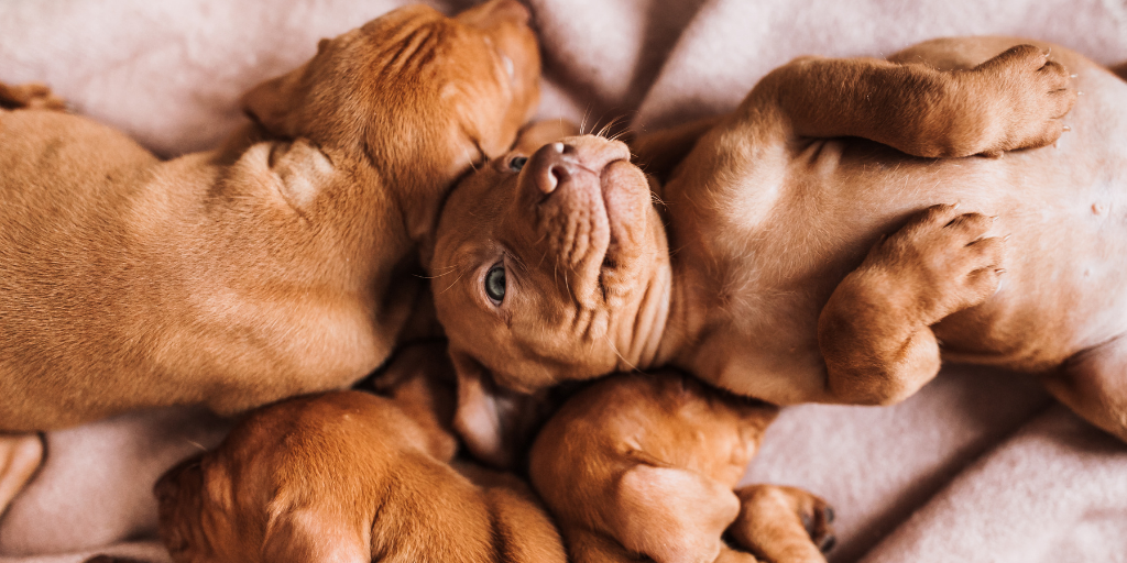 vizsla dog puppies litter littermates puppy siblings