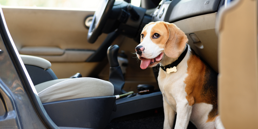 panting beagle dog sitting inside car waiting for travel dog heat stroke dog heat exhaustion overheating in dogs