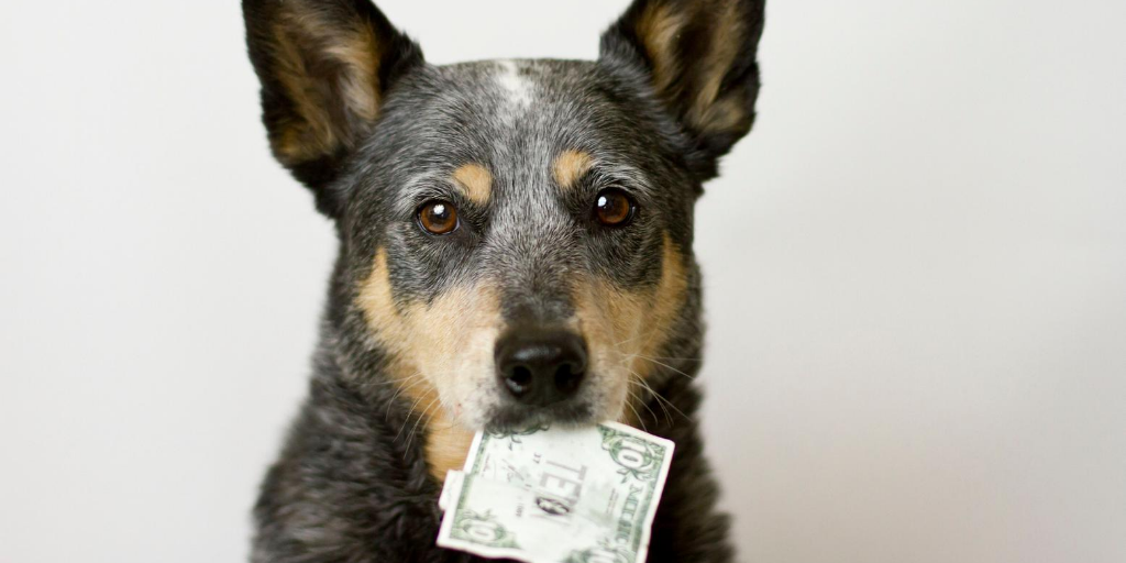 australian cattle dog blue heeler mutt mixed breed adoption cost adopt dogs in need