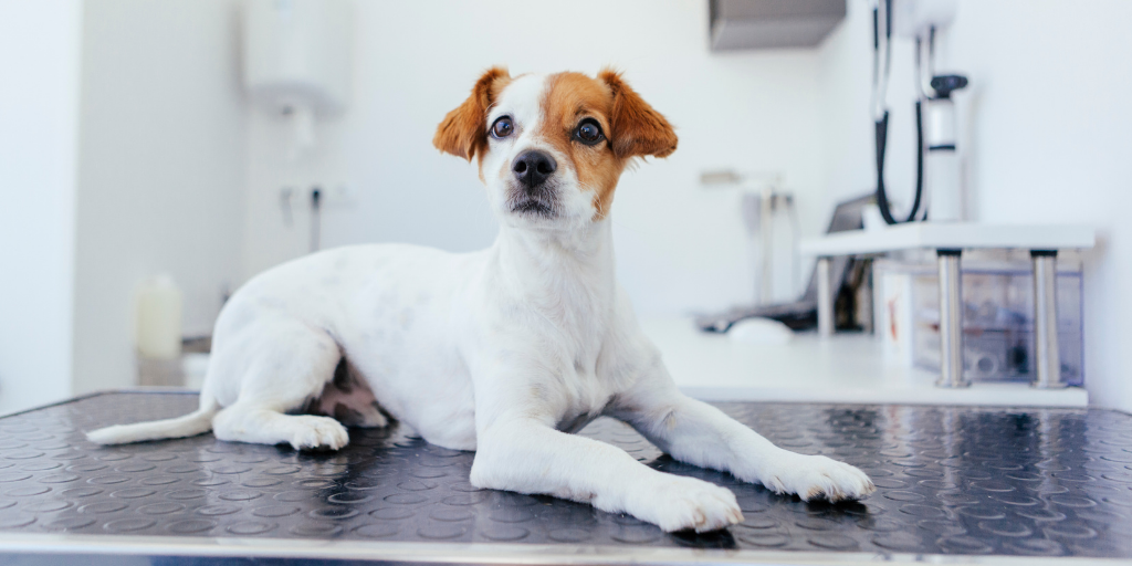 mixed breed dog mutt lying on vet table at veterinarian