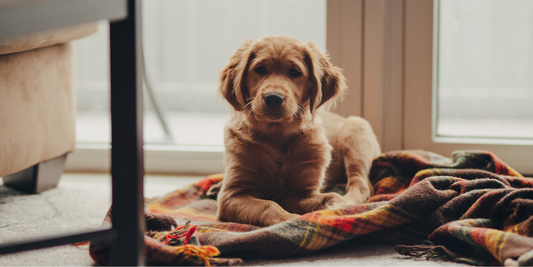 golden retriever dog lying on plaid blanket bored winter entertain