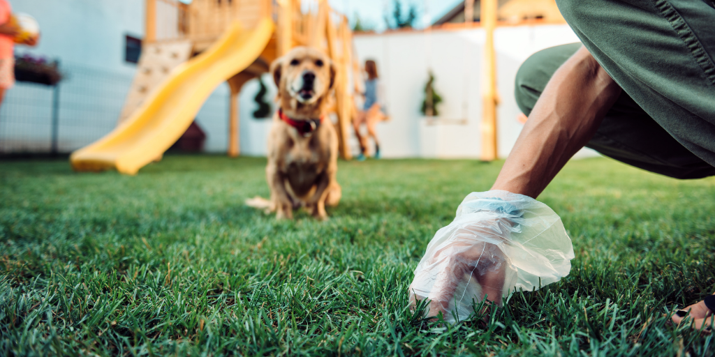 woman picking up dog poop in backyard golden retriever dog mix mutt mixed breed playground jungle gym