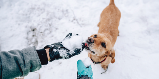 dog tongue licking eat snow