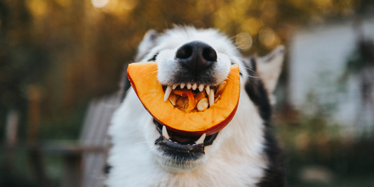 siberian husky dog with raw pumpkin and pumpkin seeds in mouth