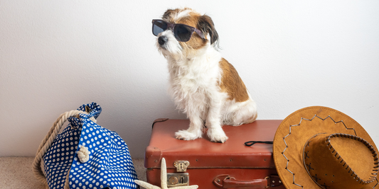 scruffy dog toy breed mixed breed sunglasses vacation suitcase