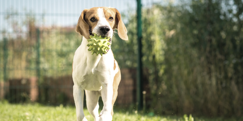 beagle dog dog park etiquette rules play ball fetch toy