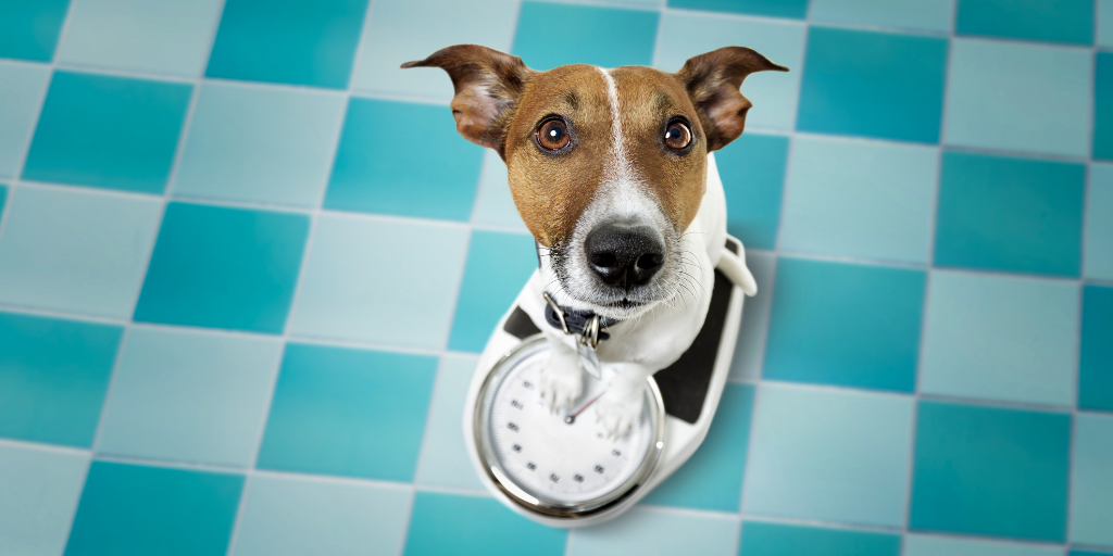 Dog Weight Management: Gaining and Losing Pounds Safely - Nom Nom