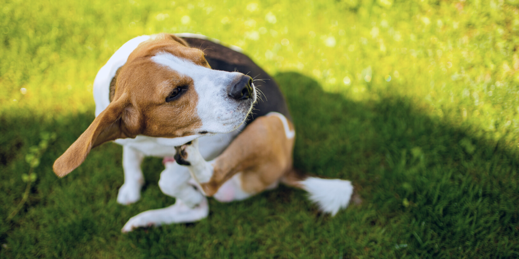 Collar rubbing top dog's neck raw