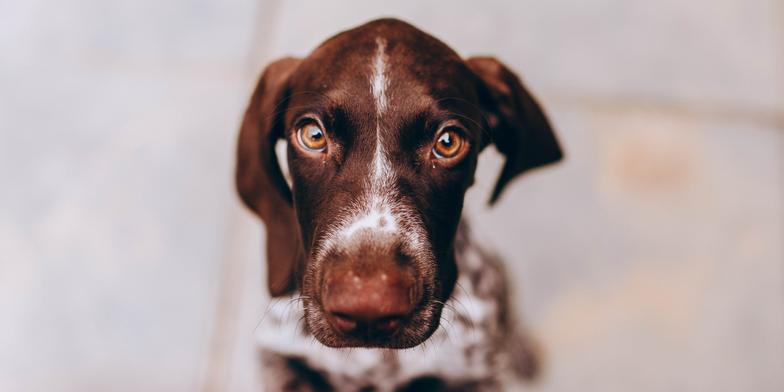 brown and white german short-haired pointer puppy eye boogers dog eye discharge dog eye gunk dog eye goop dog eye mucus dog eye crusties