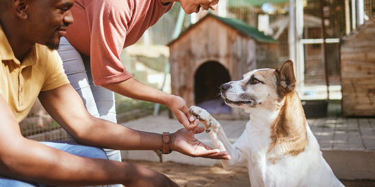 black couple meeting mutt mixed breed dog at shelter falling in love with adoptable dog adopting a rescue dog