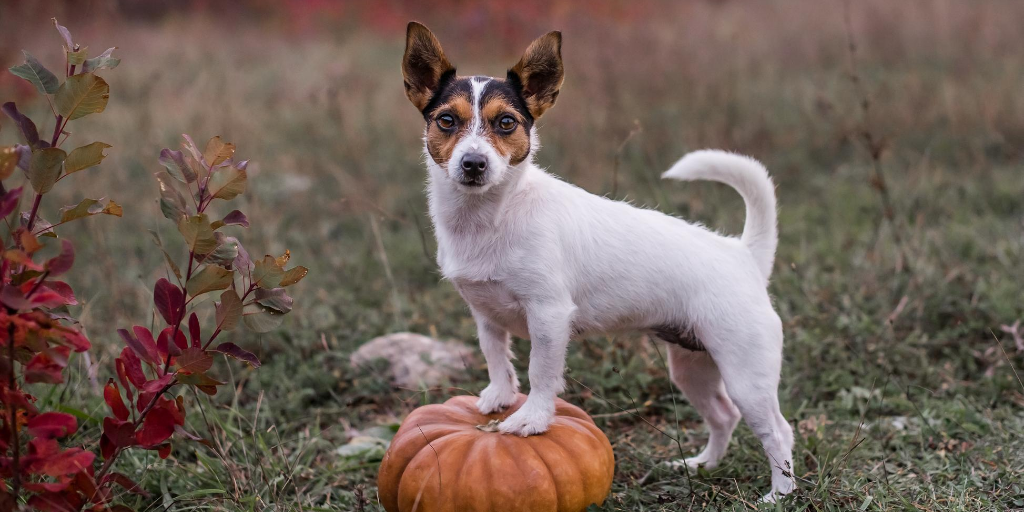 terrier dog autumn fall vegetables vegetable veggie veggies