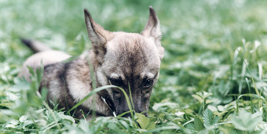 Why Do Dogs Eat Grass?