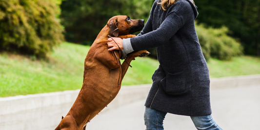 Rhodesian ridgeback dog jumping on person