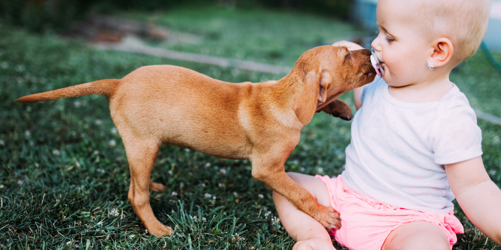 vizsla puppy dog licking baby face baby talk