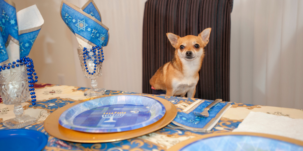 chihuahua dog hanukkah chanukah menorah candles presents gifts dreidel dreidels latke latkes doughnuts donuts sufganiyot safety guide