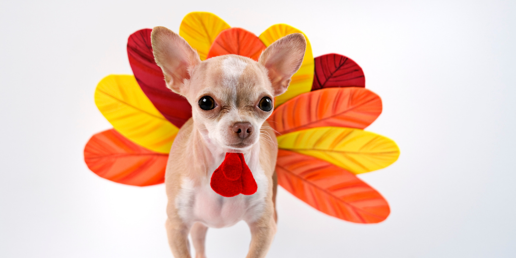 chihuahua dog gourd dressed up turkey costume thanksgiving fall autumn