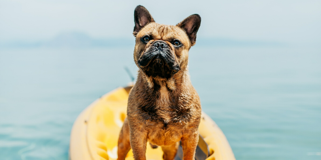 10 Fun Ways To Get Fit With Your Dog When The Weather Is Nice