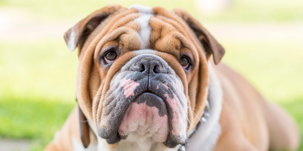 About bulldog hotsell