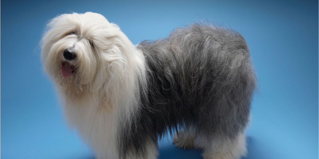 Fluffiest big dogs deals